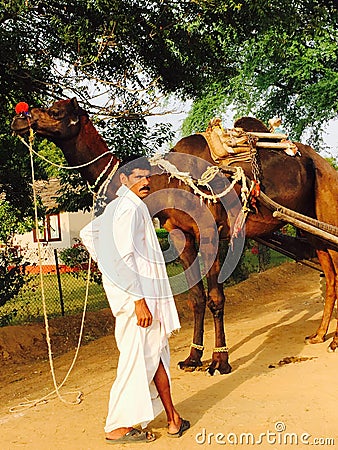 Smiling Camel/Indian OwnerAngry Editorial Stock Photo